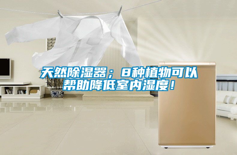 天然除濕器；8種植物可以幫助降低室內濕度！